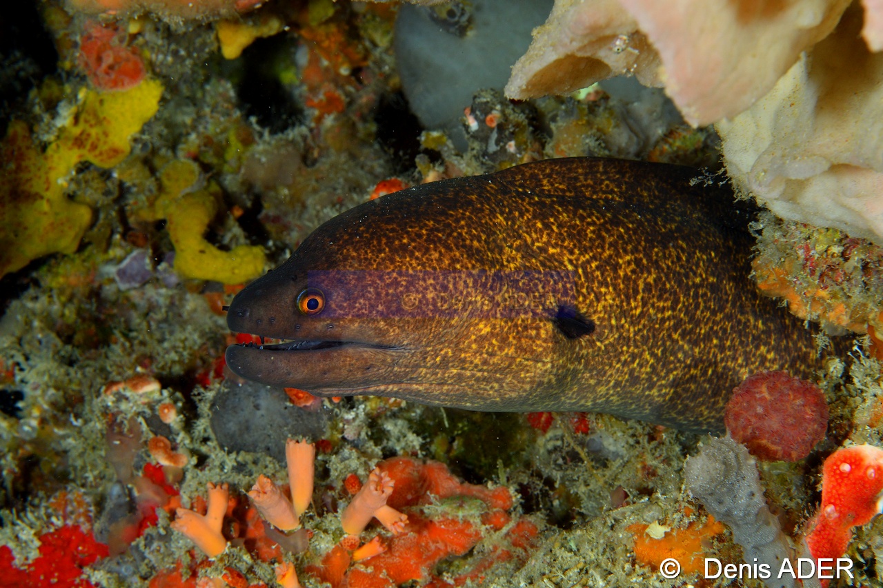 Gymnothorax flavimarginatus-Moga Island Pak Kasim-22m-20180530-Denis-ADER-DSC_2315_tn.jpg